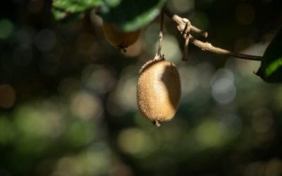 Vitamine C – Un coup de boost simple, mais sous-estimé
