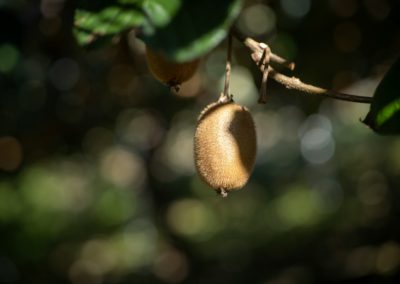Vitamine C – Un coup de boost simple, mais sous-estimé