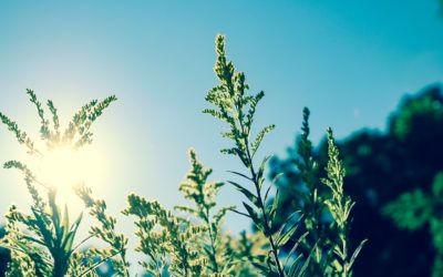 Vitamine D : Bienfaits, Carences, Sources et Importance pour la Santé