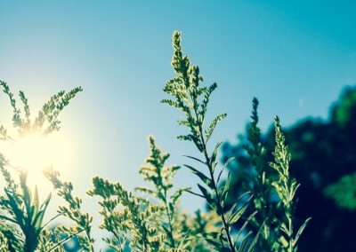 Vitamine D : Bienfaits, Carences, Sources et Importance pour la Santé